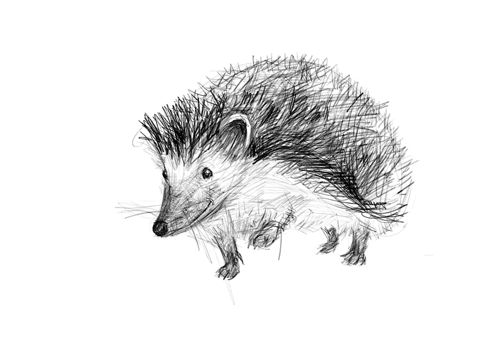 Hedgehog drawing
