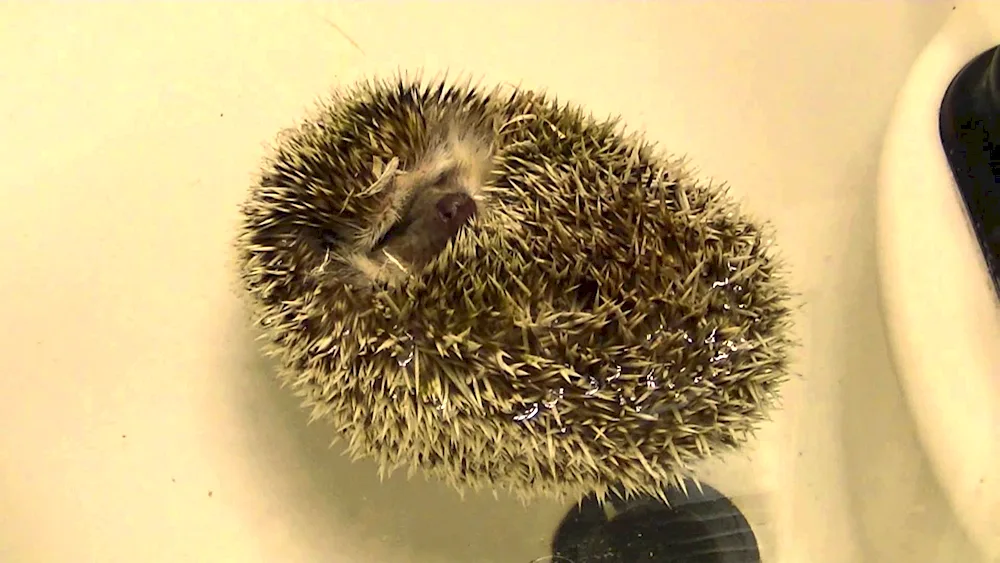 Newborn hedgehogs