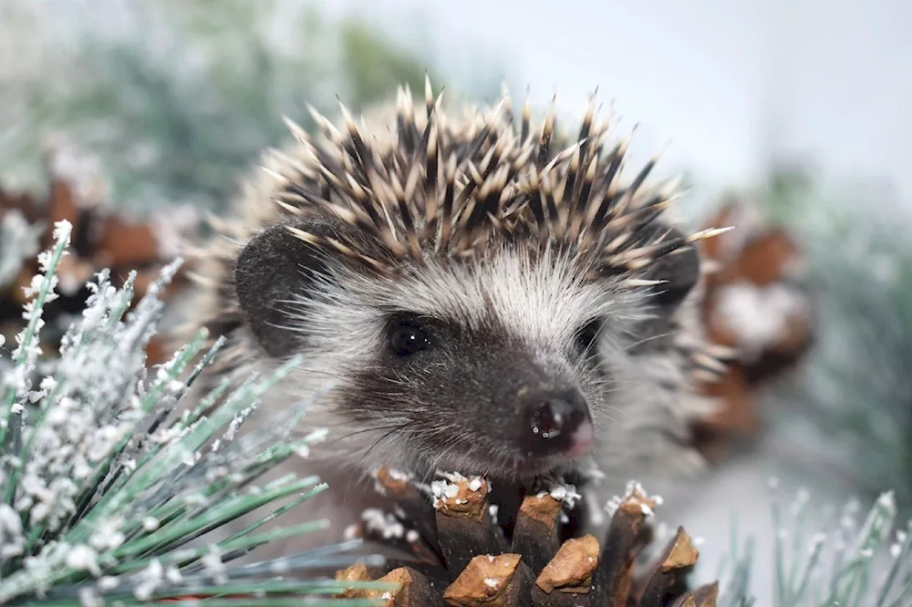 Hedgehog in winter