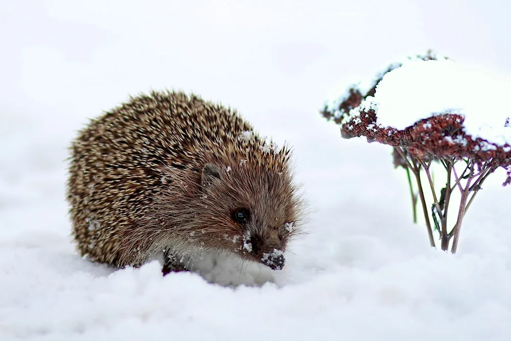 Hedgehog in winter