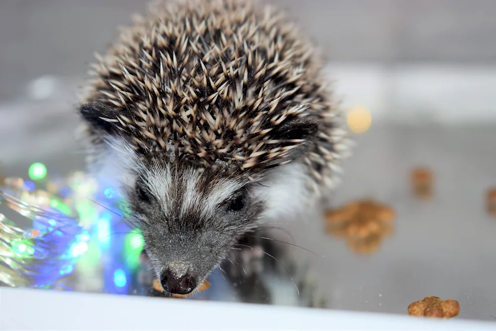 Hedgehog in winter