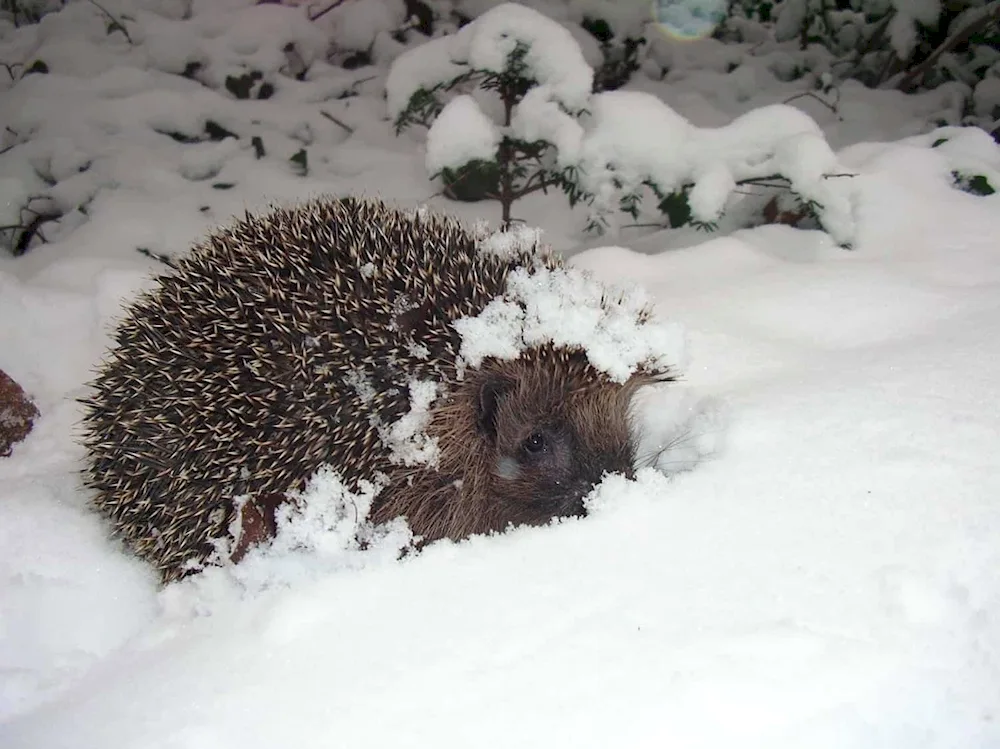 Hedgehog in winter