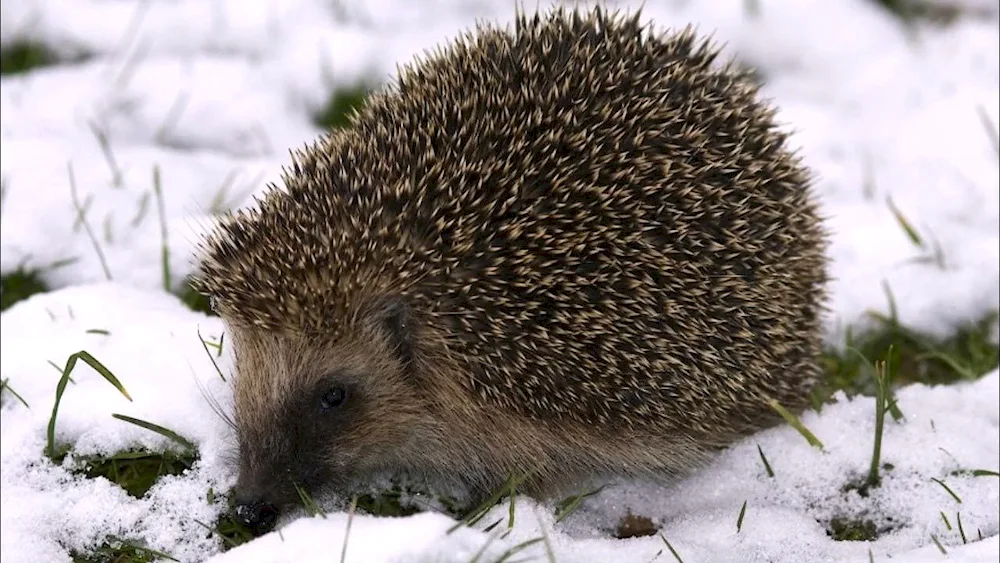 Hedgehog hibernating