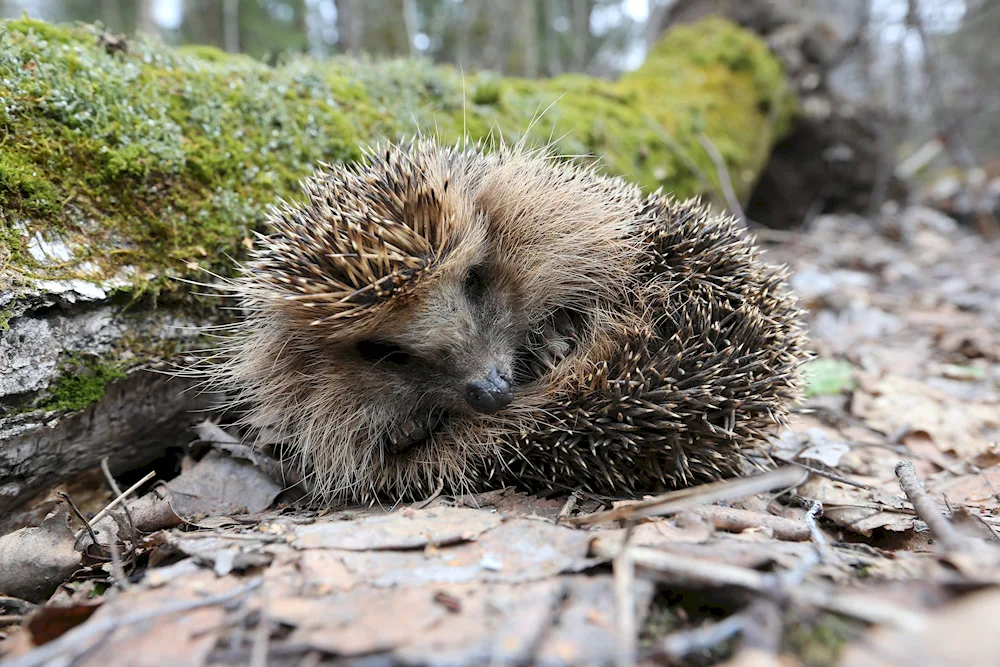 Hedgehog in winter