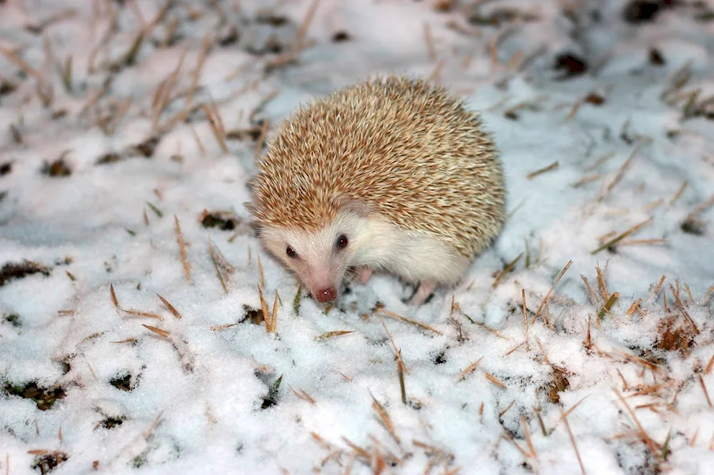 Common hedgehog