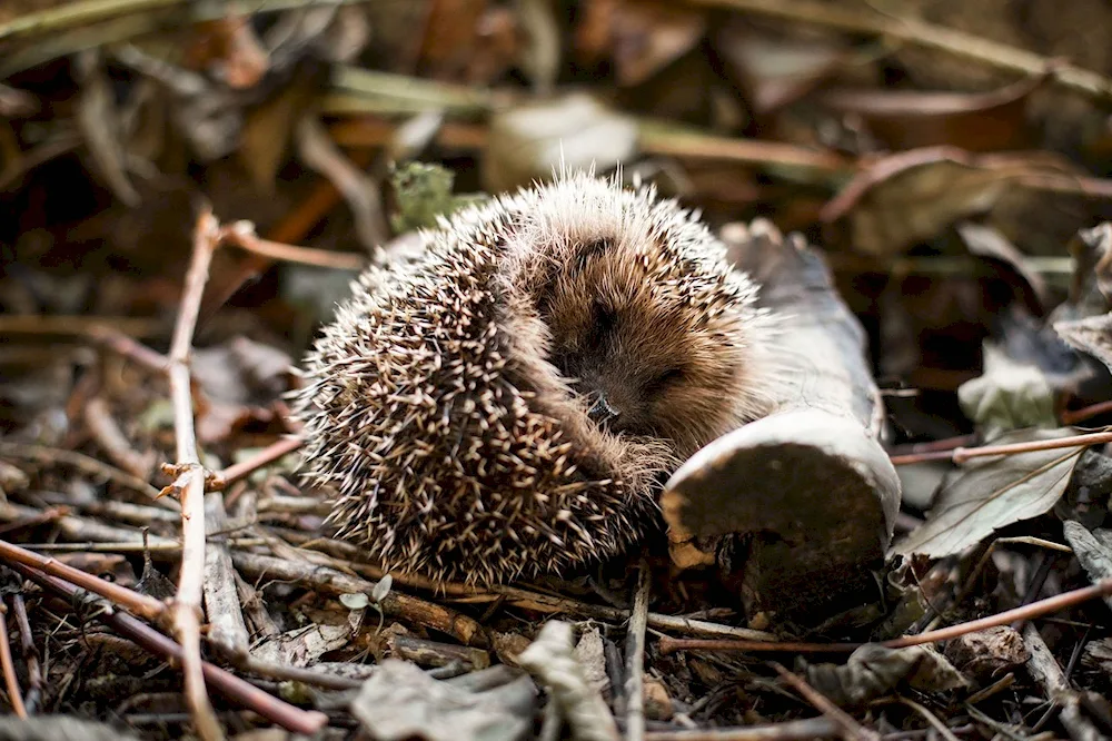 Hedgehog in hibernation