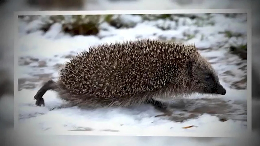 Hedgehog curls up in a ball