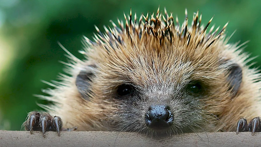 Hedgehog echidna Porcupine