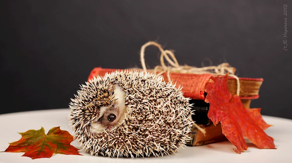 White-bellied hedgehog