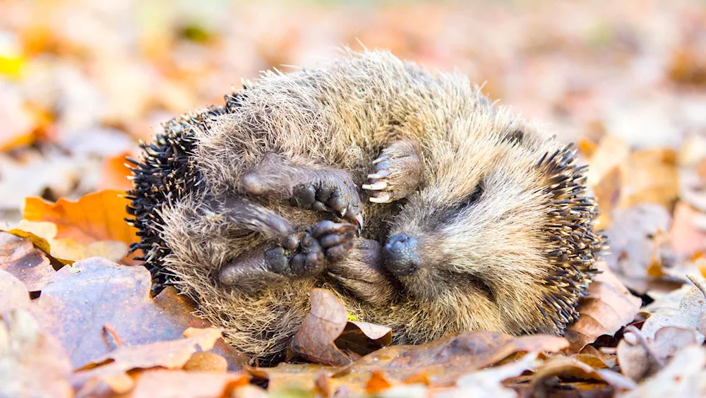 Hedgehog hiding in the autumn forest pictures for children