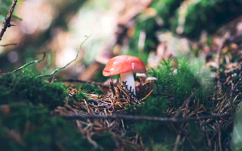 Hedgehog mushroom