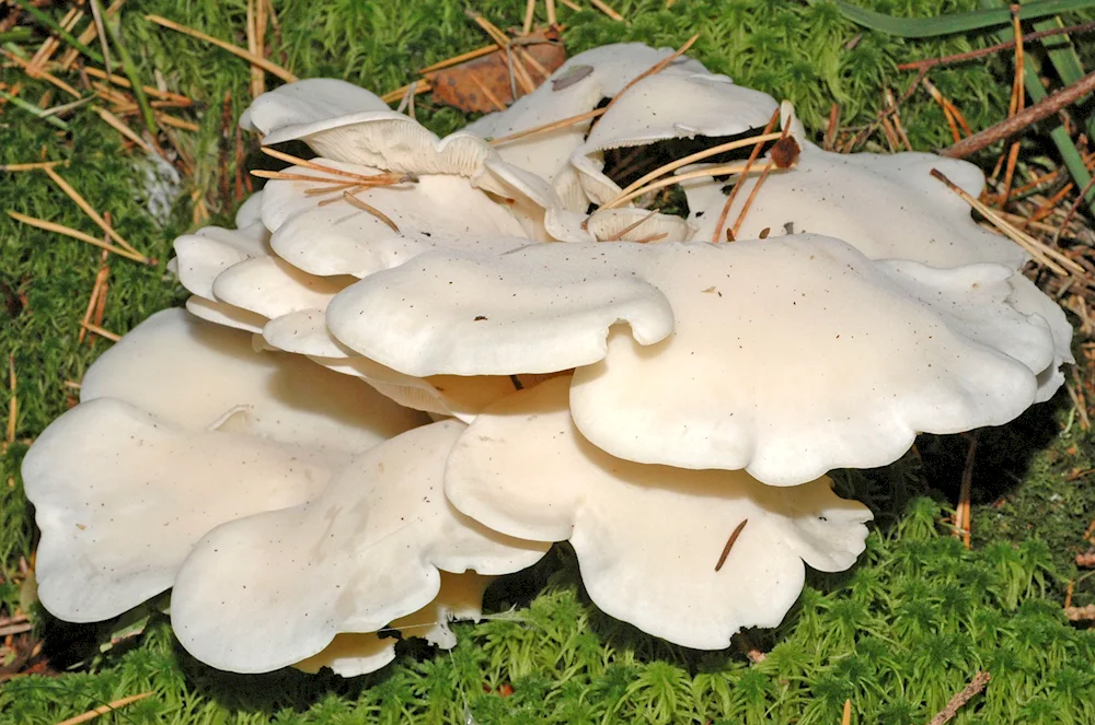 White bean mushroom Calvatia excipuliformis