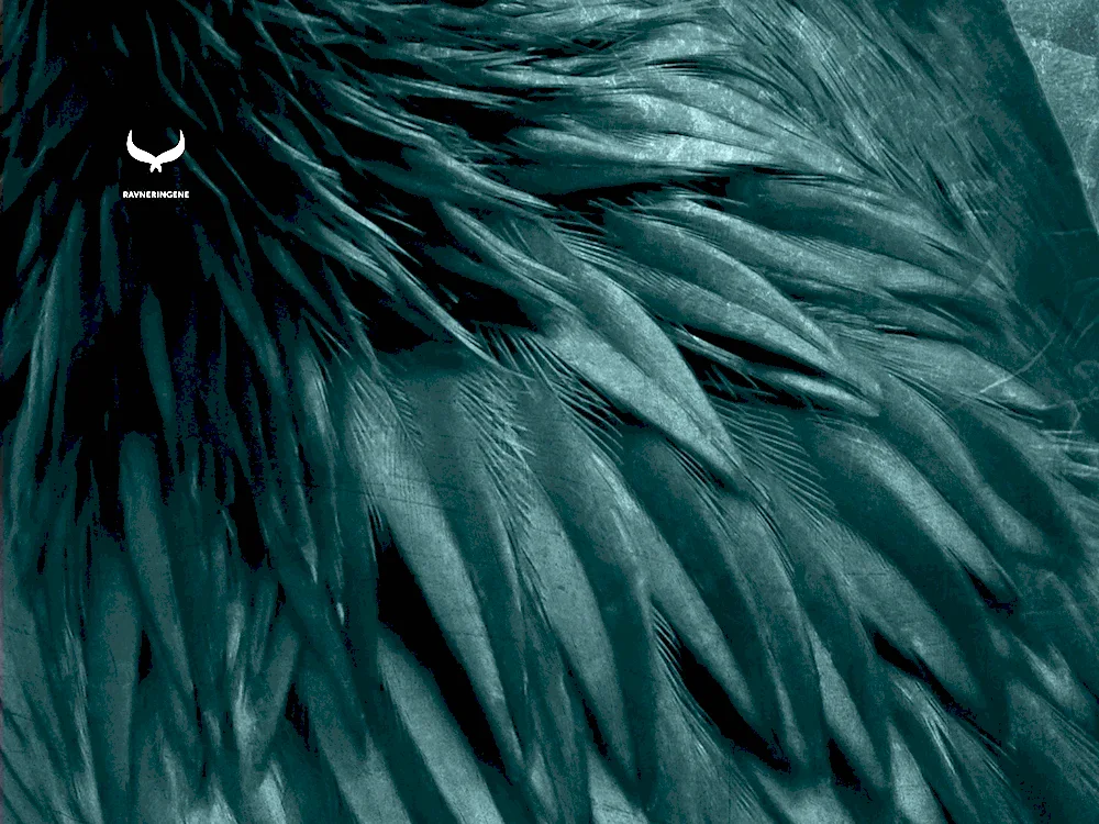 Crow wings feathers