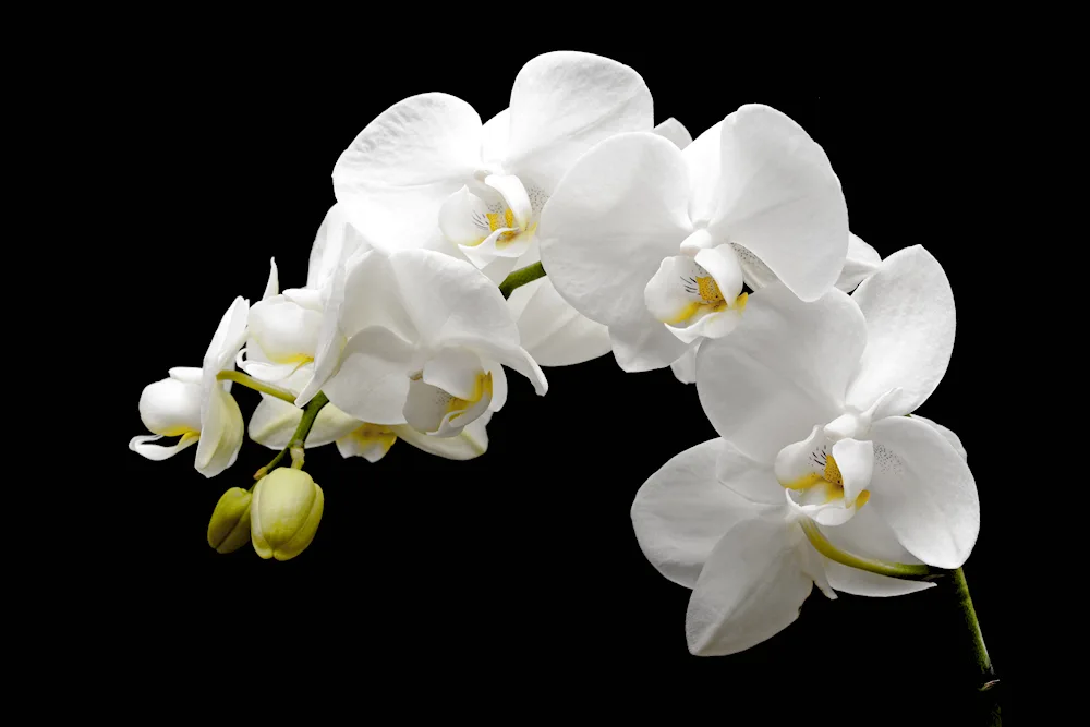 Phalaenopsis White Dream