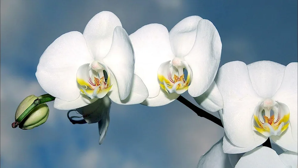 Phalaenopsis blossom white