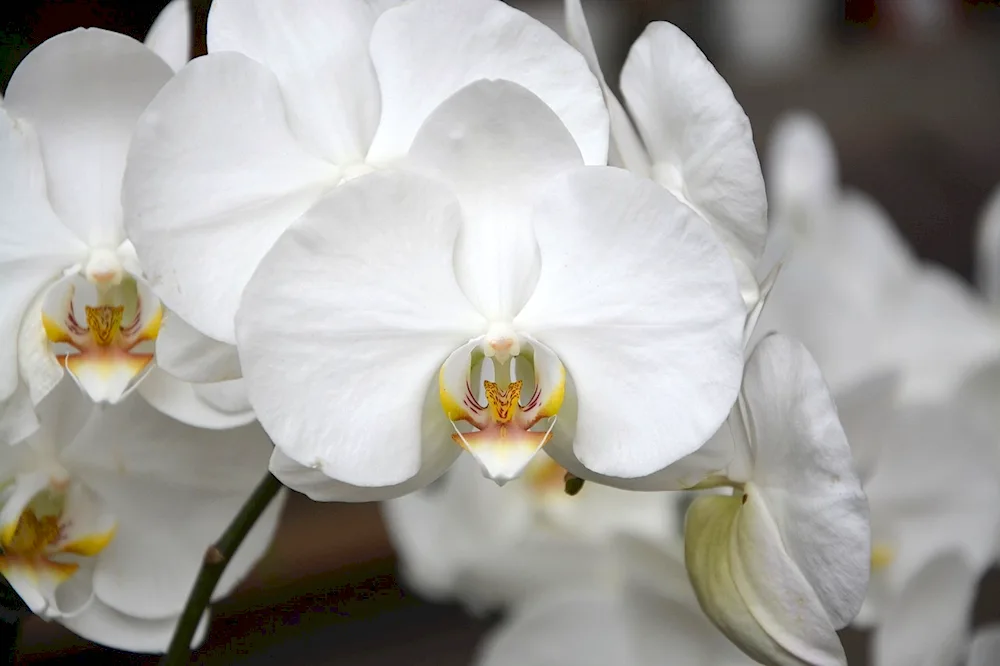 Vanilla Orchid