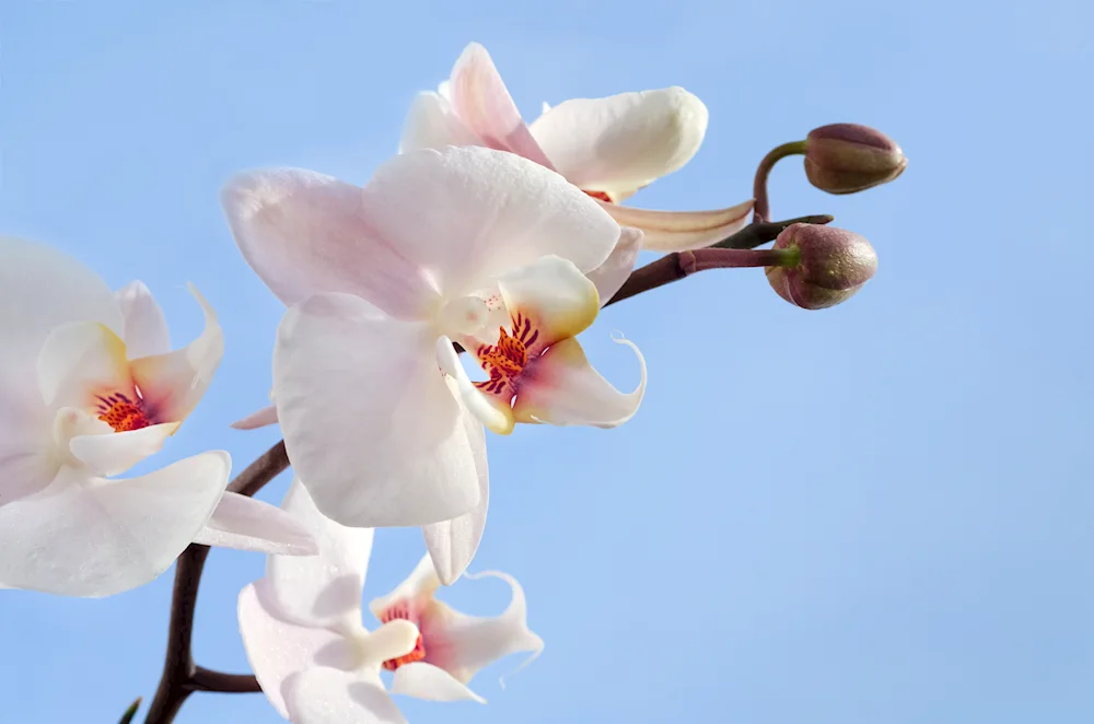 Phalaenopsis blossom phalaenopsis phalaenopsis. Cherry blossom