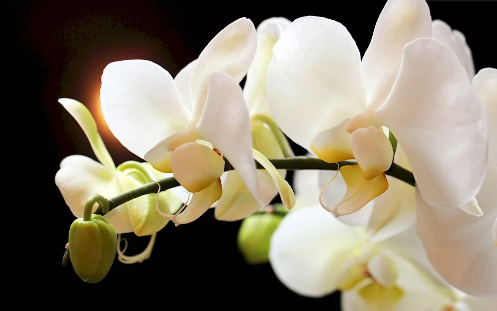 Phalaenopsis Limelight