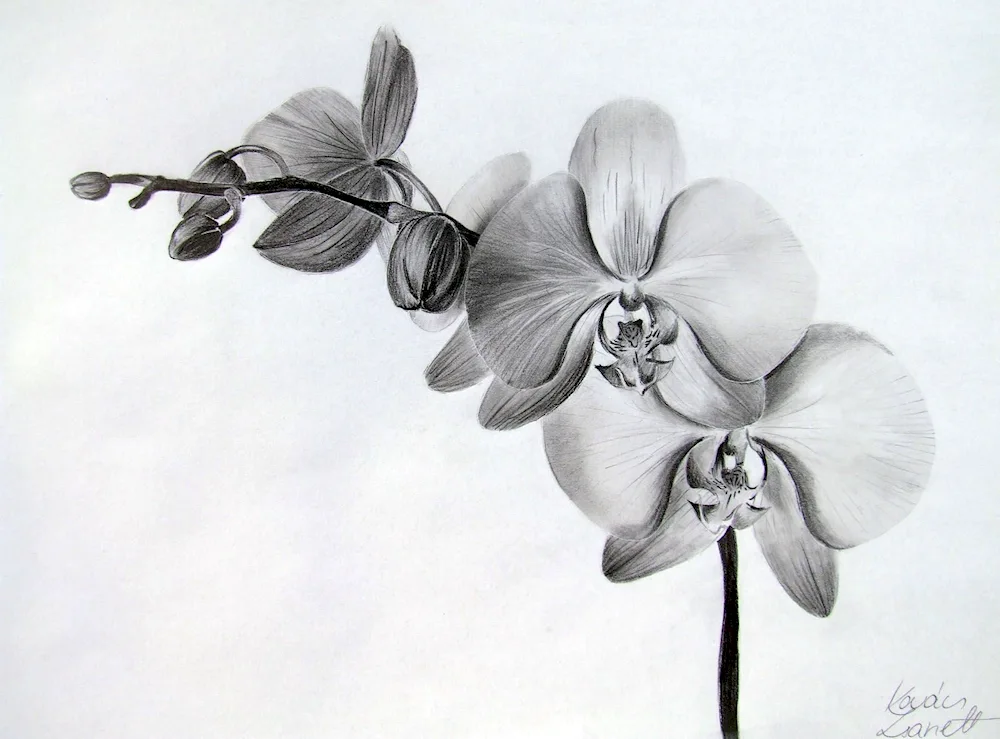 Ginkgo tattoo sketches