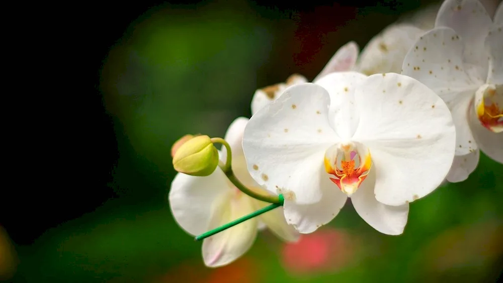 Orchid Phalaenopsis Ikaria