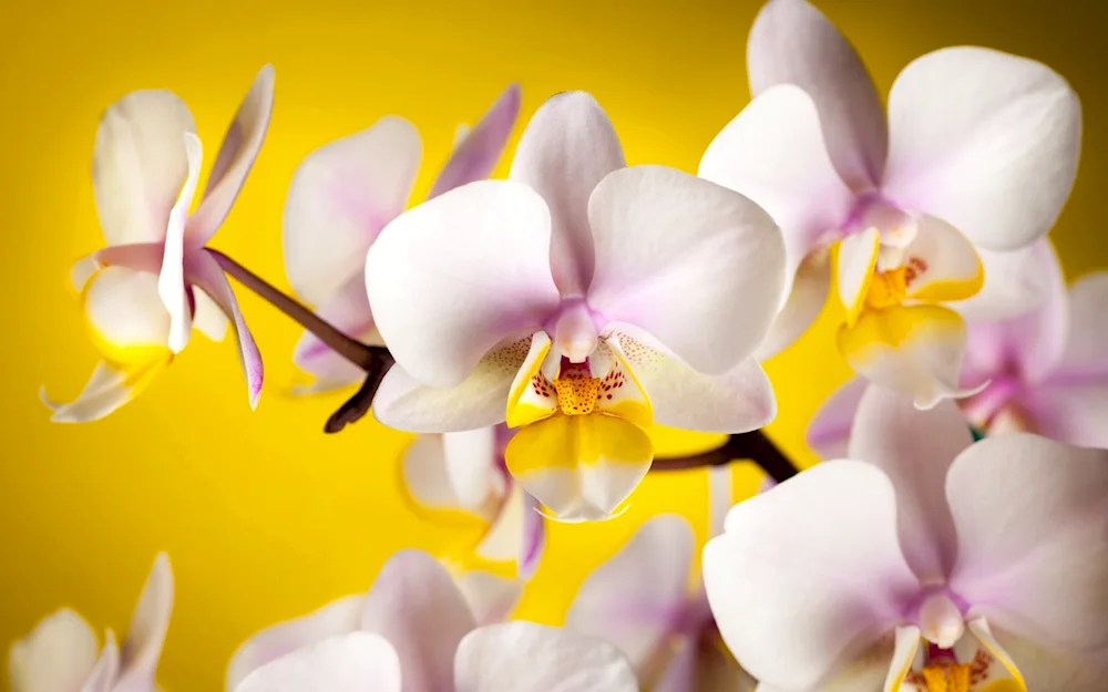 Phalaenopsis primavera