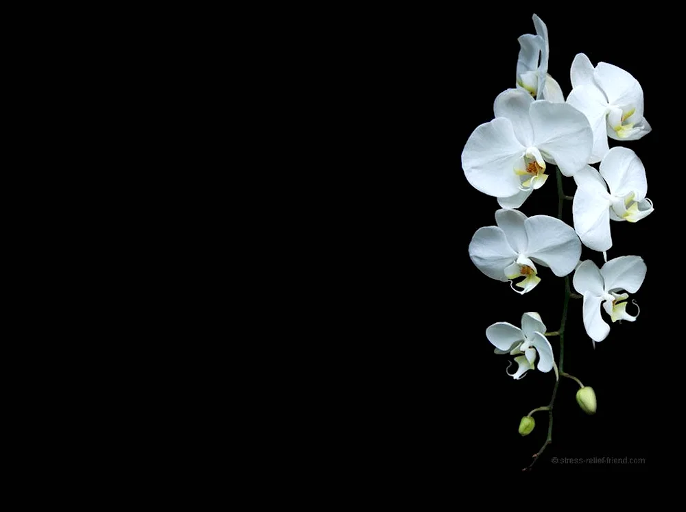 White flowers. flowers