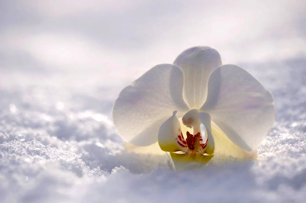 Phalaenopsis snow white