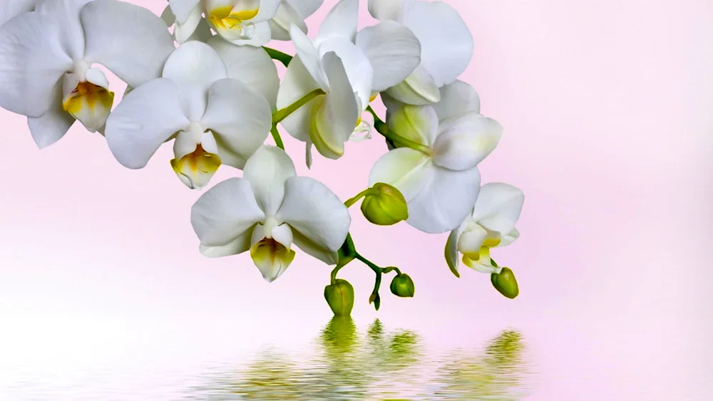 Phalaenopsis White Dream