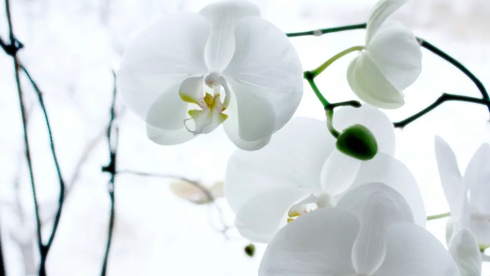 Phalaenopsis White Dream