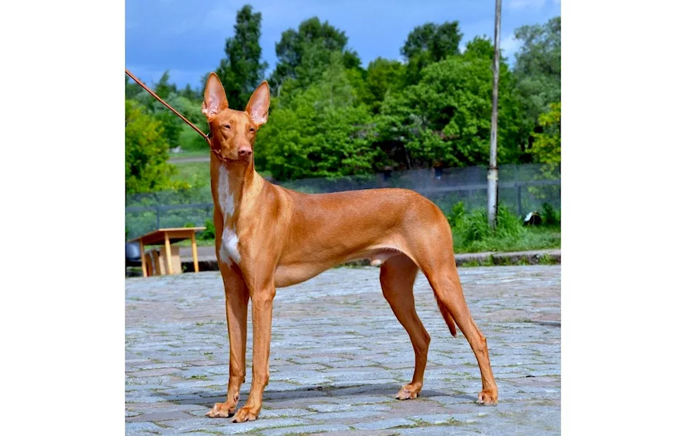 Faraon dog