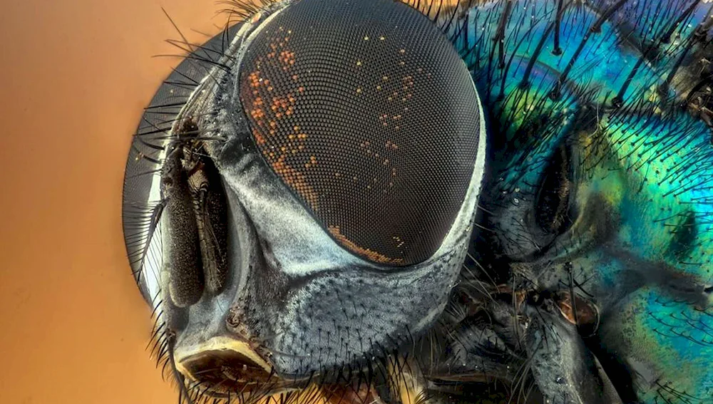 The fly's proboscis under a microscope