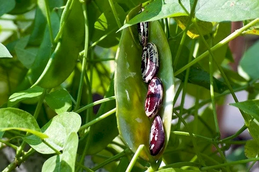 Feed bean Phaseolus vulgaris