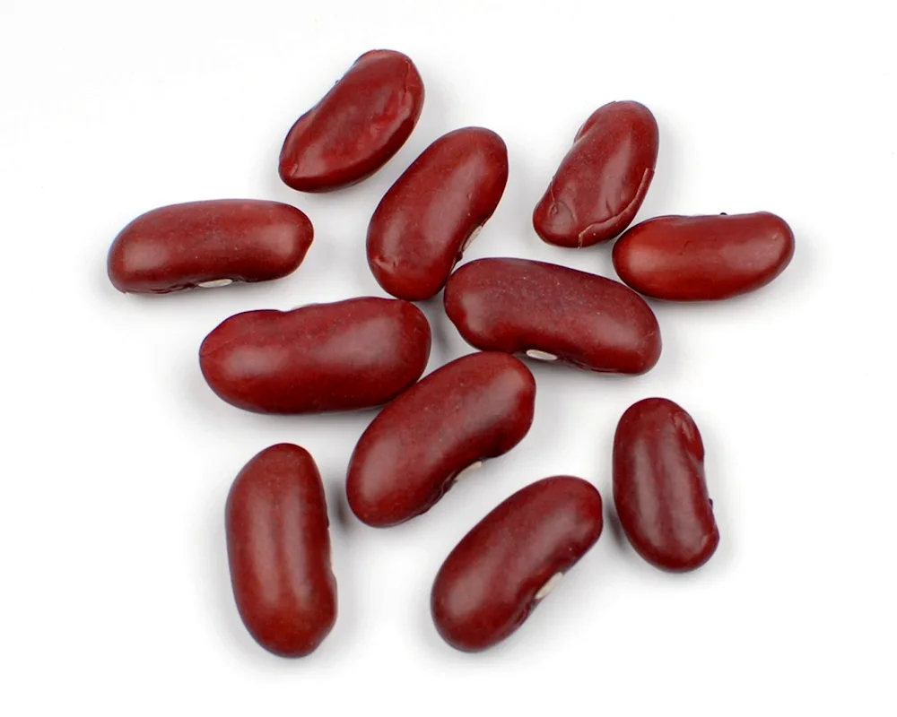 Pinto Bean Seeds