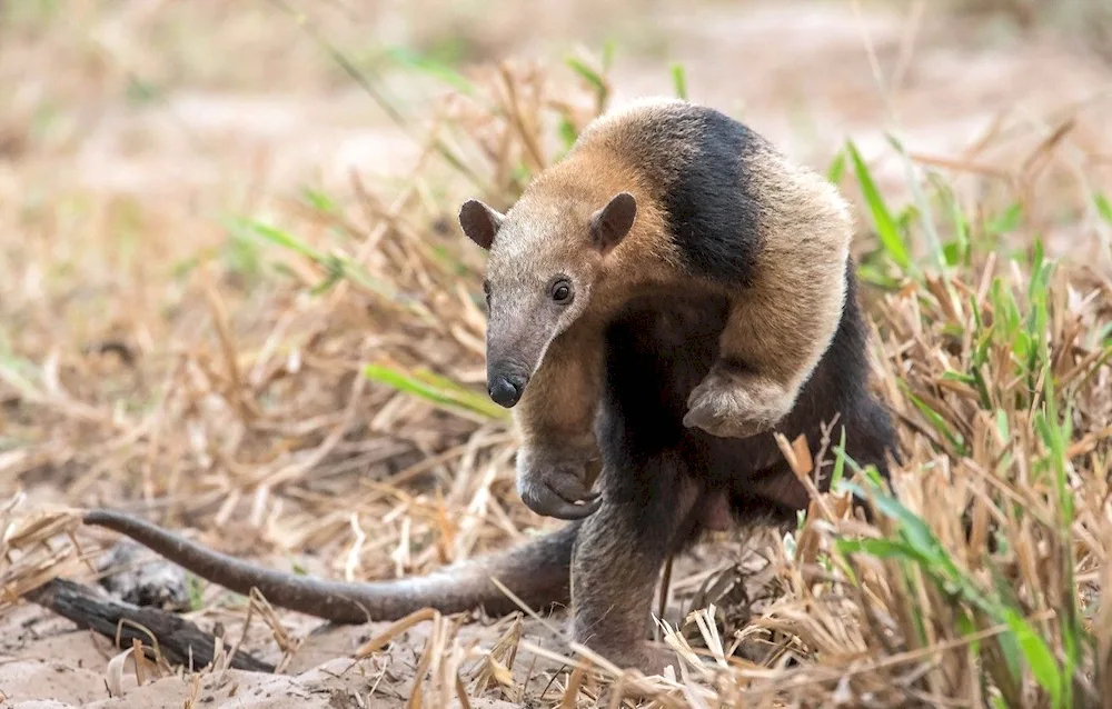 Tamandua