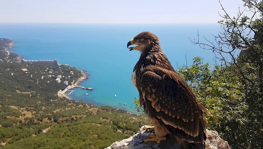 Fauna of the Yalta Mountain Forest Reserve Reserve