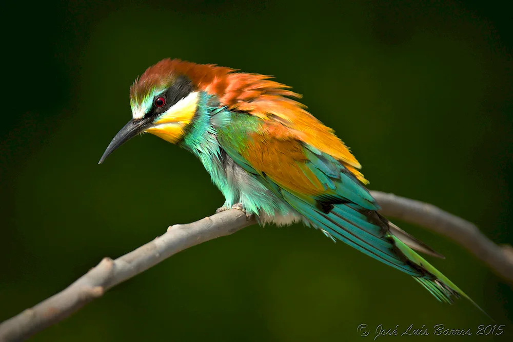 Fauna of Portugal