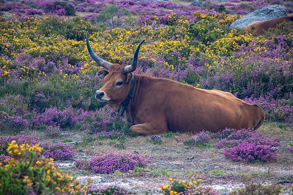 Fauna of Portugal