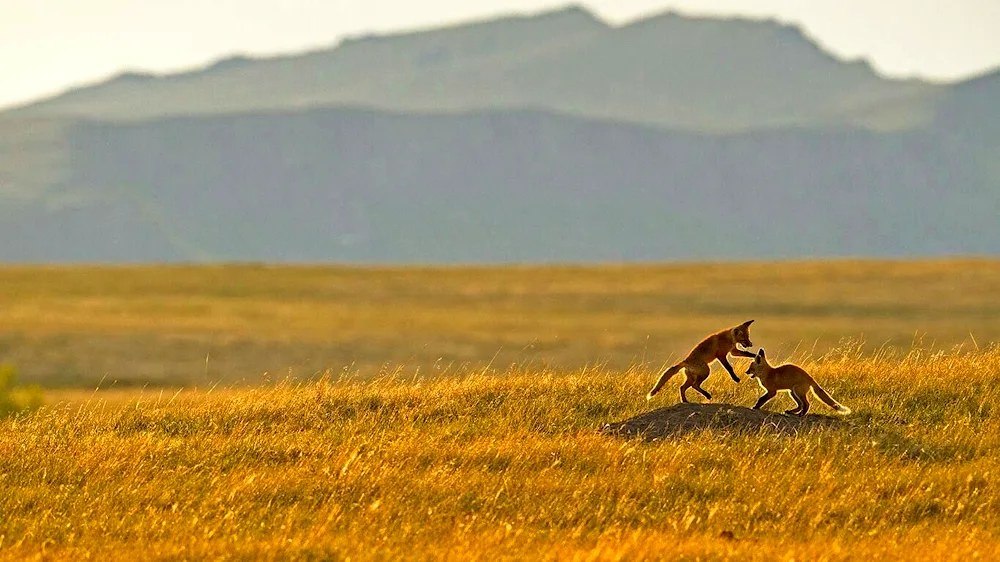 Steppe fauna