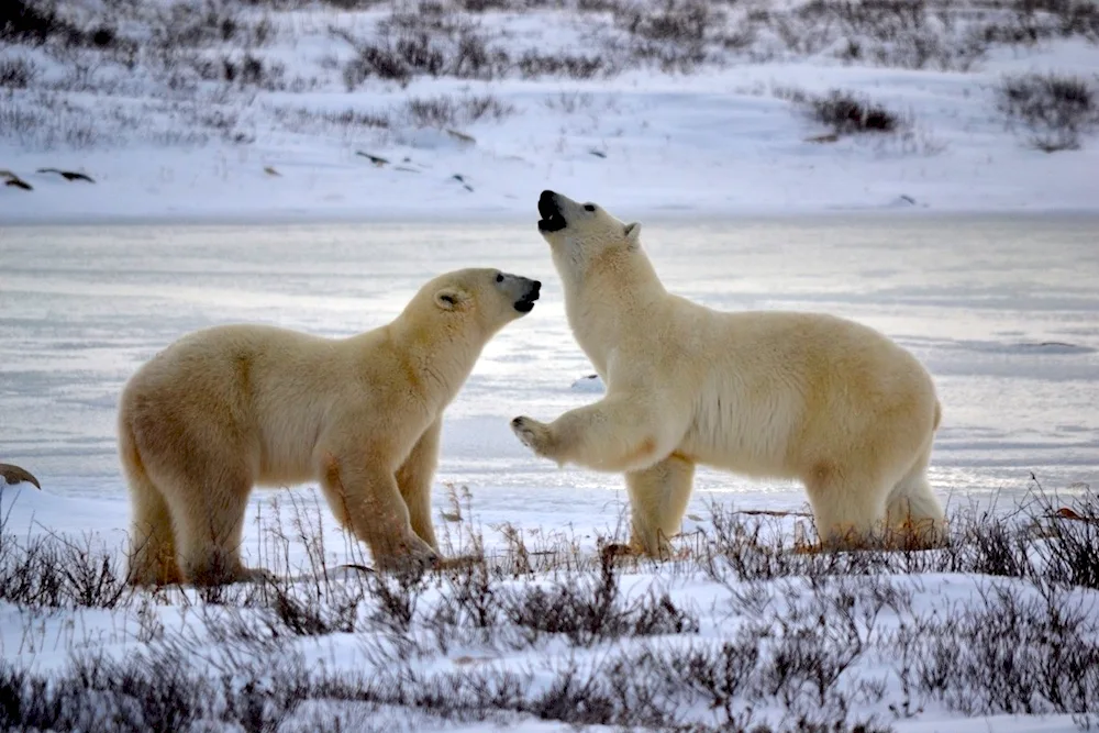 Russian tundra fauna