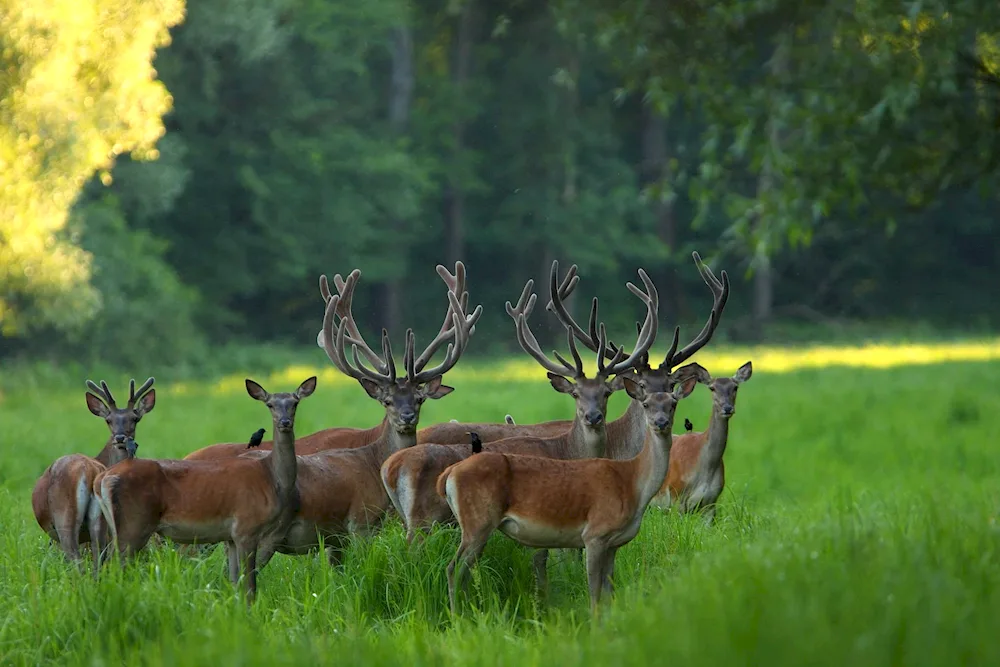 Fauna of the Voronezh region region