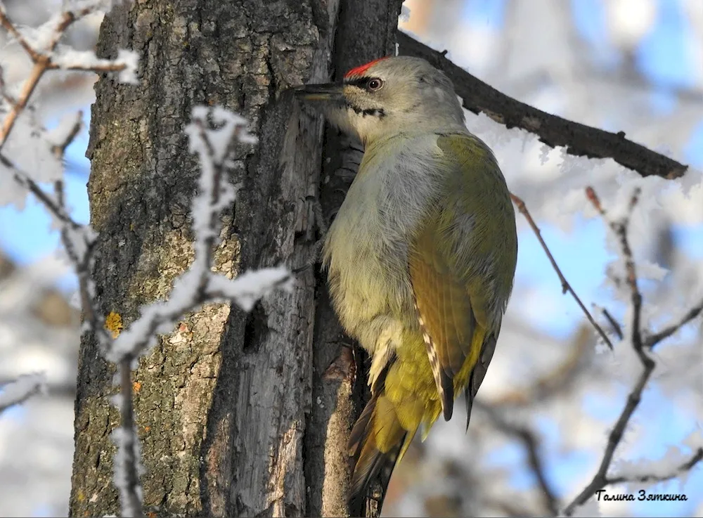 Crested whistler