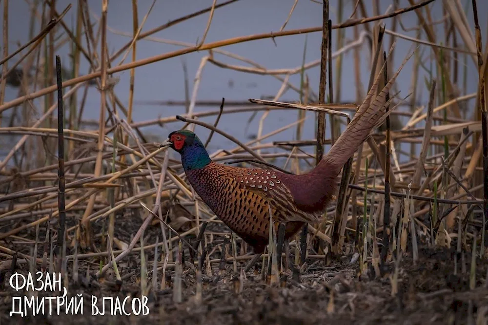 Astrakhansky Pheasant