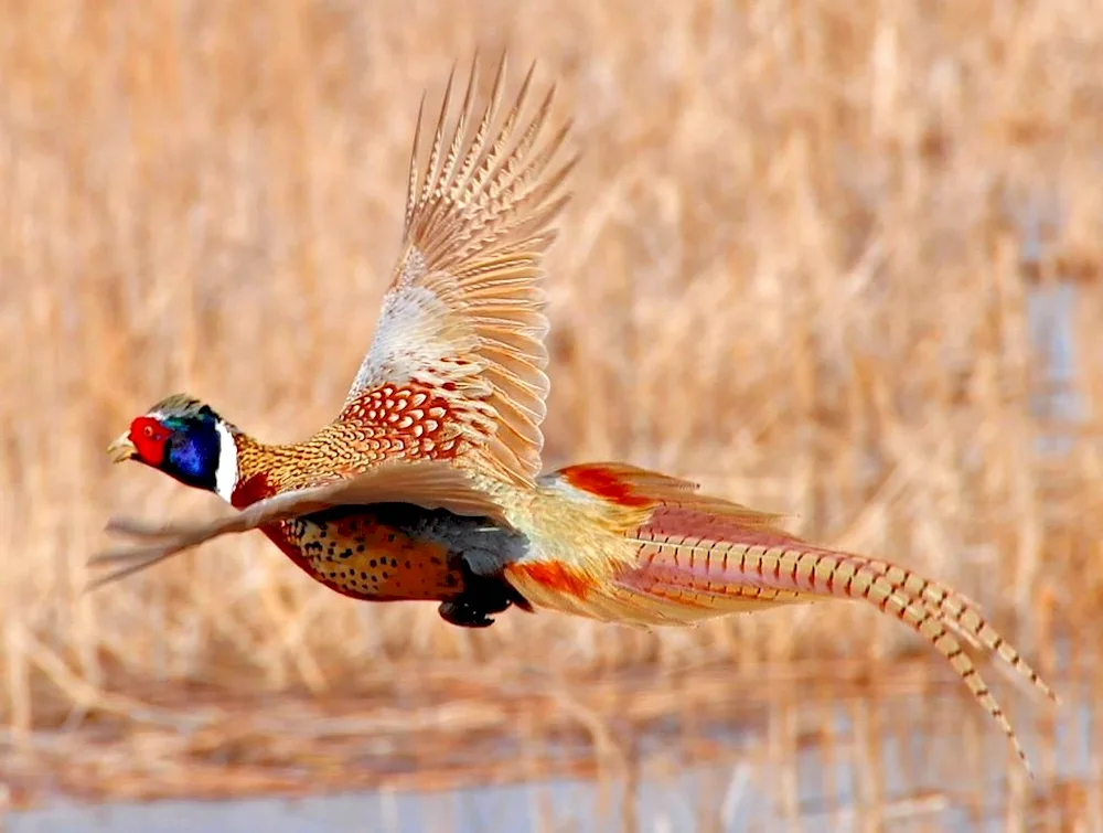 Common Pheasant Phasianus colchicus