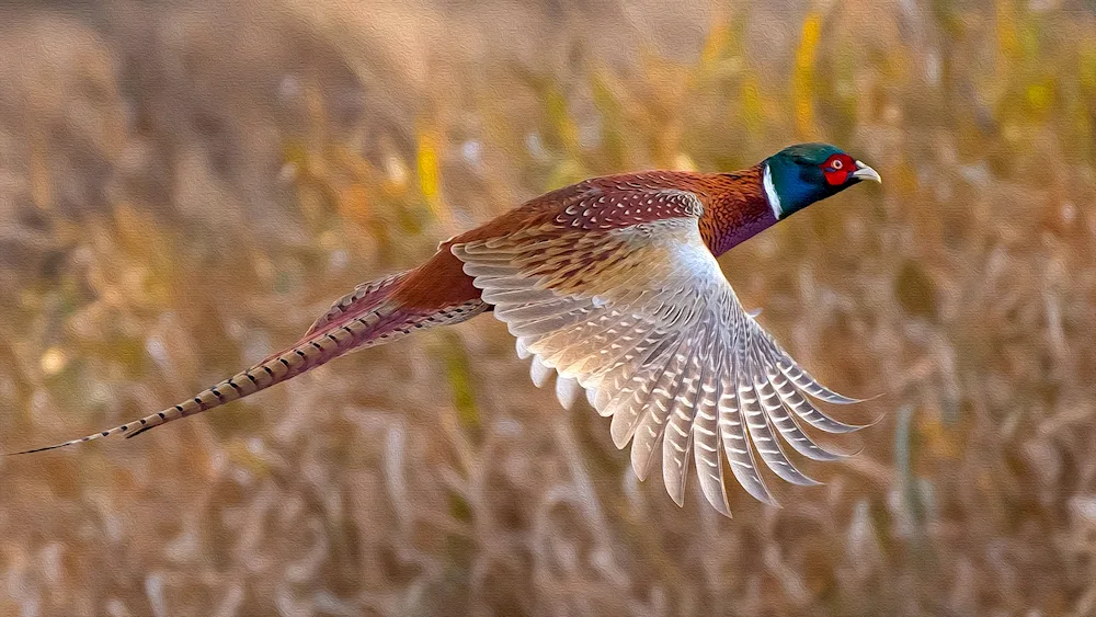 Common Pheasant male