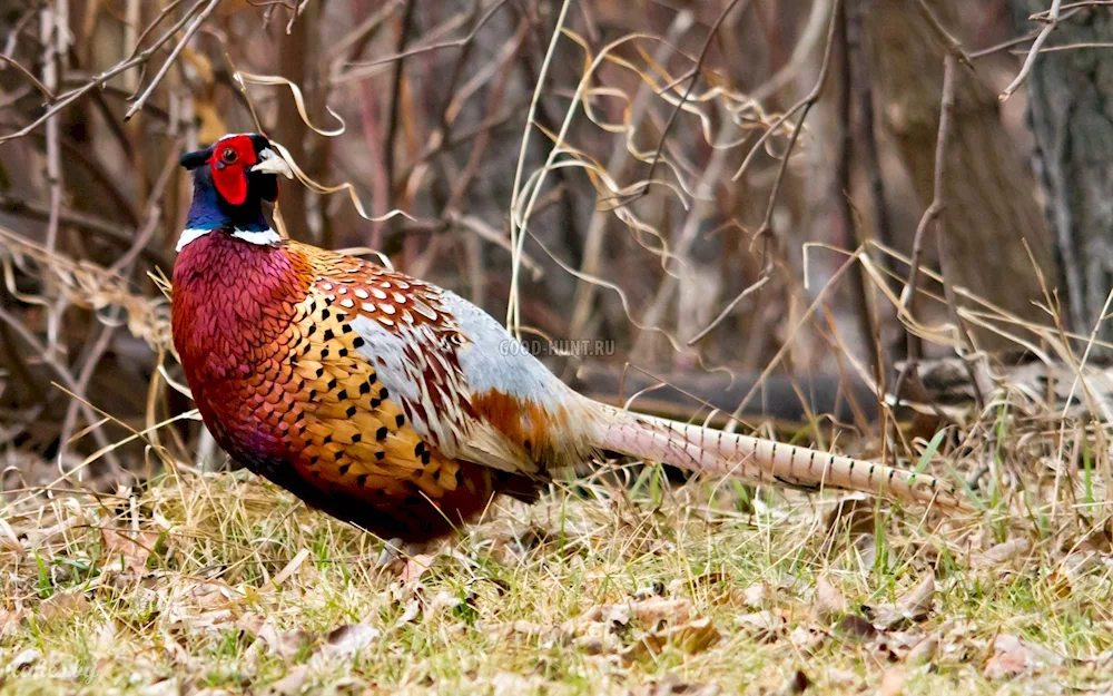 Romanian hunting pheasant