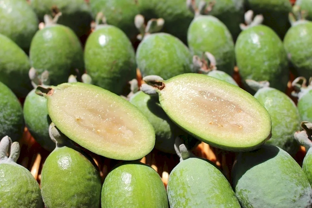 Maracuja Fruit