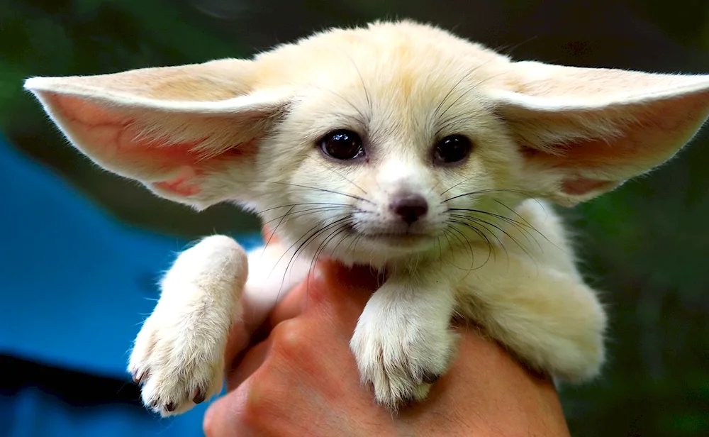 Fennec