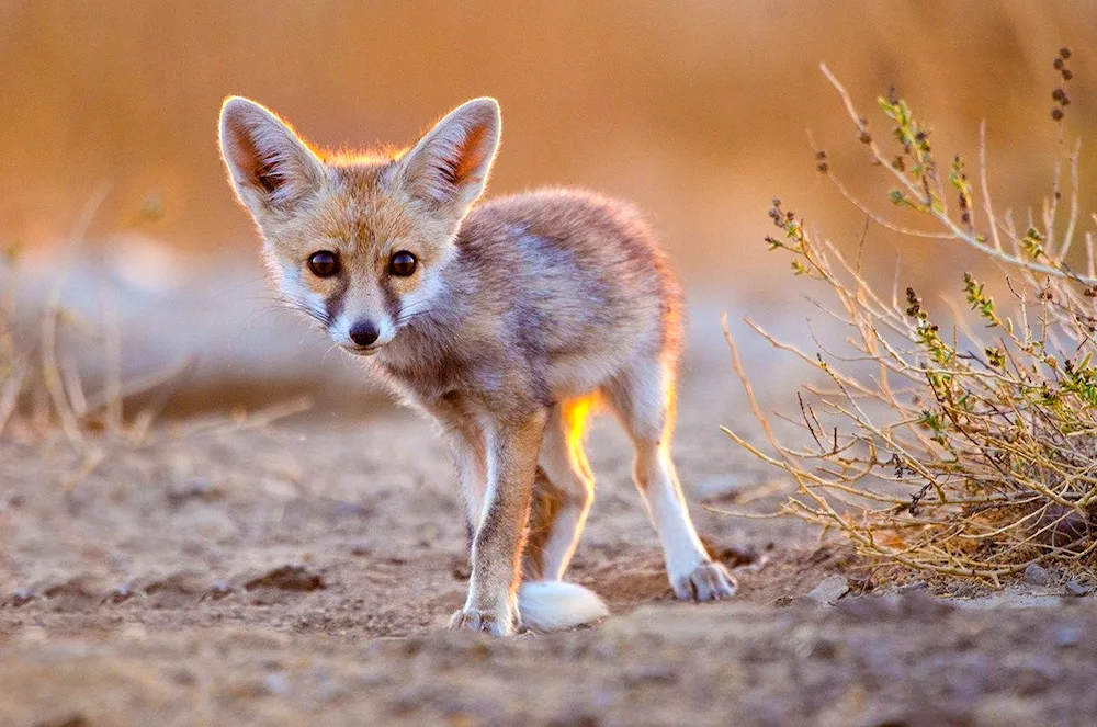 Fenek desert foxes