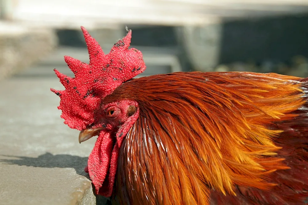 Phoenix breed of hens