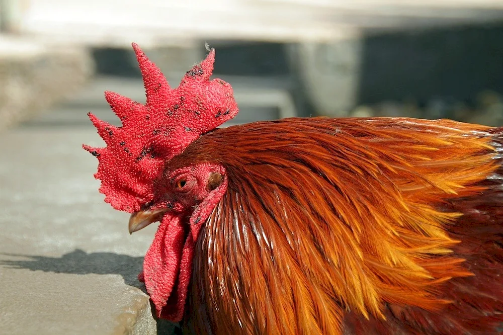 Pink rooster